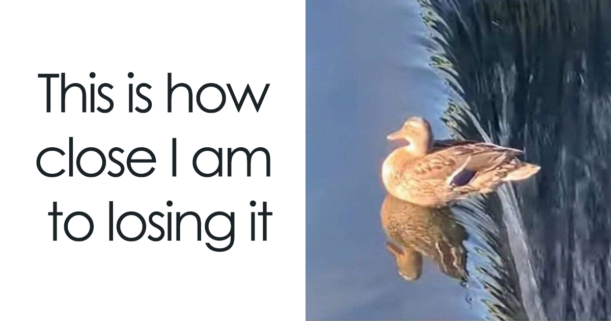 83 Outrageously Absurd Memes That Will Confuse and Crack You Up—Are You Ready to Decode the Madness?
