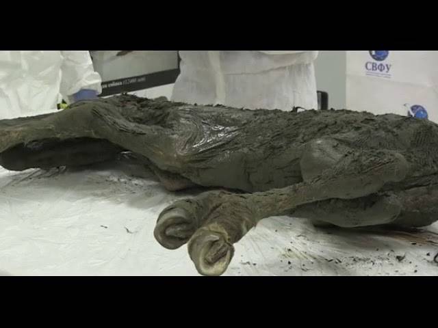 Ancient Foal Frozen in Time: Secrets of a 40,000-Year-Old Extinct Horse Uncovered