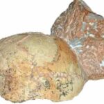 Ancient Mystery Deepens: Fossil Found Outside Africa Challenges Human Origins Timeline