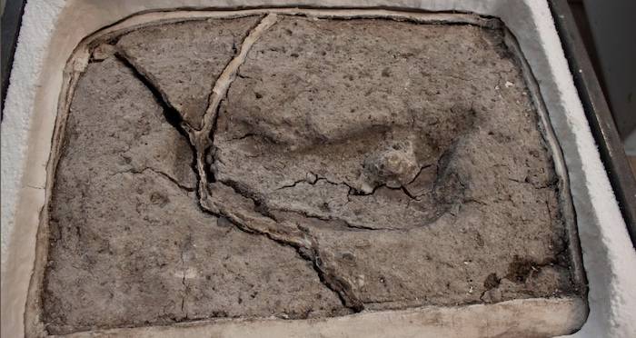 Ancient Mystery Unearthed: The Americas’ Oldest Human Footprint Challenges History Books