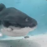 Caught on Camera: Man’s Shark Encounter Reveals Bone-Chilling Inside View from the Predator’s Jaw