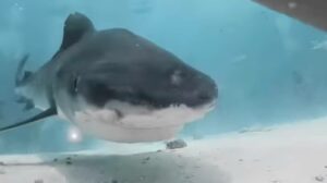Caught on Camera: Man’s Shark Encounter Reveals Bone-Chilling Inside View from the Predator’s Jaw