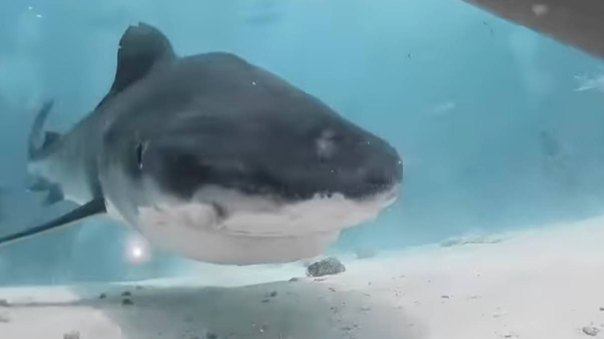 Caught on Camera: Man’s Shark Encounter Reveals Bone-Chilling Inside View from the Predator’s Jaw