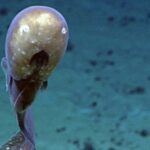 Century-old enigma resurfaces: Faceless deep sea creature stuns scientists after 200 years