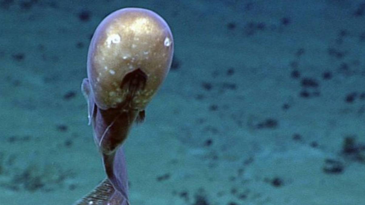 Century-old enigma resurfaces: Faceless deep sea creature stuns scientists after 200 years