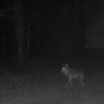Century-Old Mystery Unfolds: Gray Wolf Reappears in Northern France, Sparking Wild Speculation
