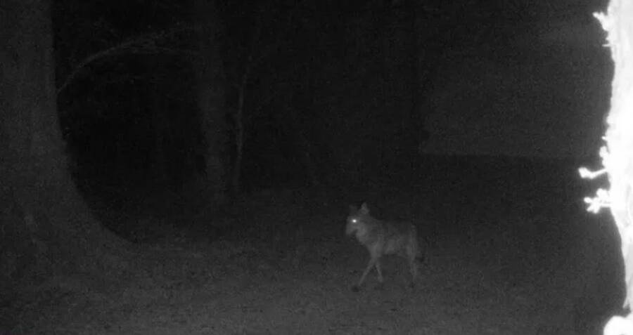 Century-Old Mystery Unfolds: Gray Wolf Reappears in Northern France, Sparking Wild Speculation