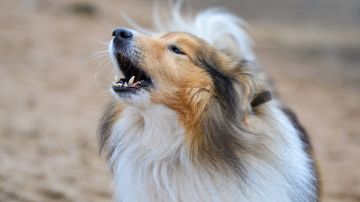 China’s AI Breakthrough May Finally Unlock the Secret Language of Animals—What Will They Say?