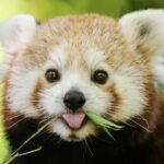 Discover the Surprising Spirit Animal That Reveals Hidden Truths About You—Take These 25 Fun Questions to Find Out!