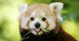 Discover the Surprising Spirit Animal That Reveals Hidden Truths About You—Take These 25 Fun Questions to Find Out!