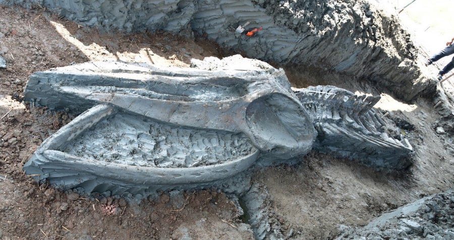 Giant 39-Foot Whale Fossil Unearthed in Southern Thailand—What Secrets Does It Hold About Ancient Oceans?