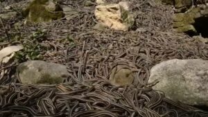 Inside the Forbidden Island Where 4,000 Deadly Snakes Reign and No Human Dares Set Foot