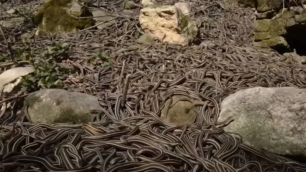 Inside the Forbidden Island Where 4,000 Deadly Snakes Reign and No Human Dares Set Foot