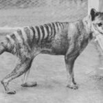 Inside the Groundbreaking Plan to Resurrect the Tasmanian Tiger—Could Extinction Really Be Reversed?