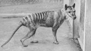 Inside the Groundbreaking Plan to Resurrect the Tasmanian Tiger—Could Extinction Really Be Reversed?