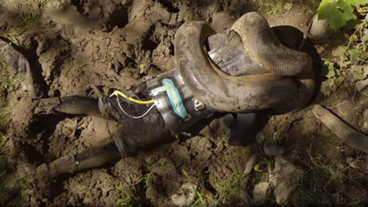Inside the Shocking Fate of the Man Who Let a Snake Devour Him on Camera—What You Didn’t See Unfold