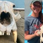 Kayaking Sisters Stumble Upon Mysterious Grizzly Bear Skull Hidden for Centuries in Kansas River