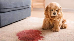 Loyal Dog’s Mysterious Vigil: Why He Won’t Leave the Place His Owner Tragically Died