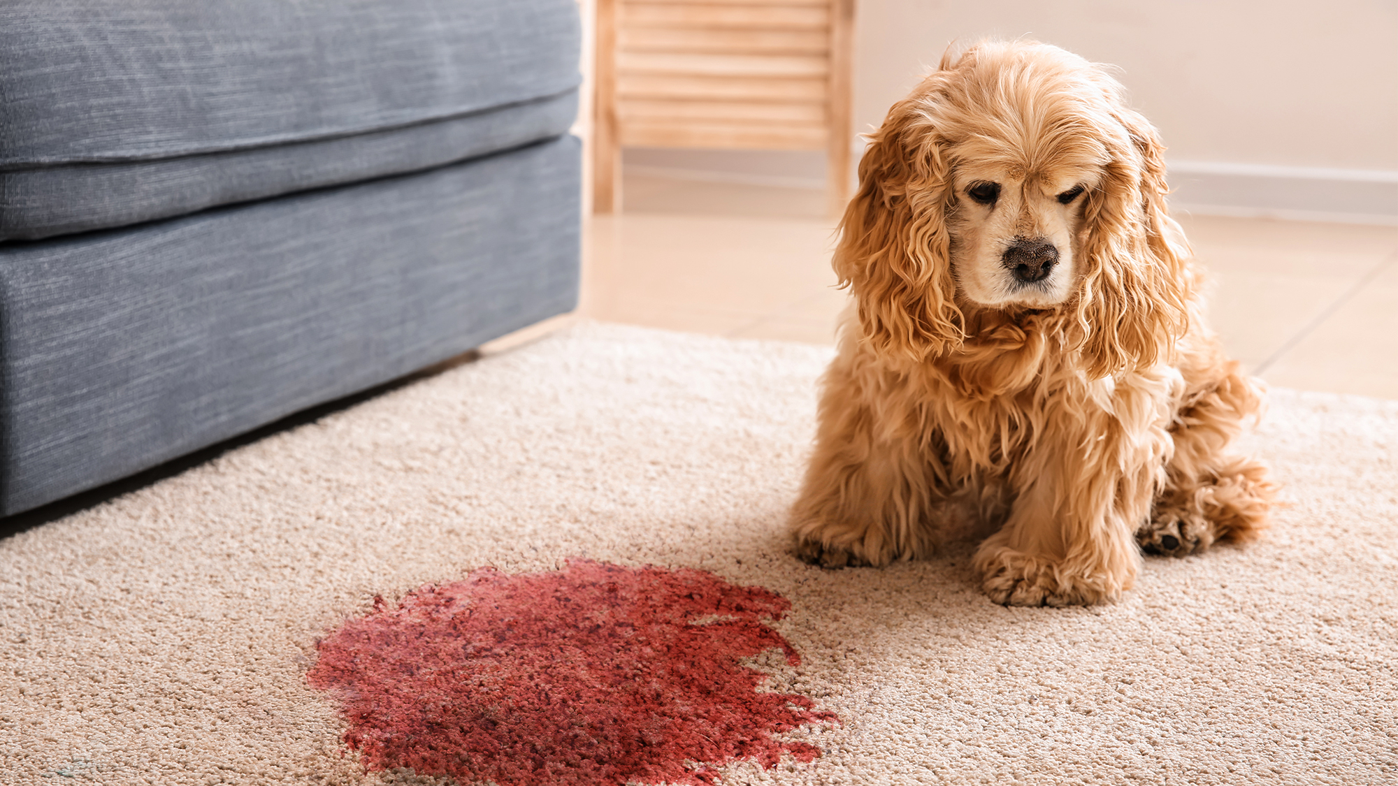 Loyal Dog’s Mysterious Vigil: Why He Won’t Leave the Place His Owner Tragically Died