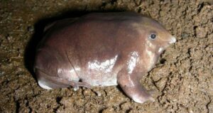Meet the Bizarre Frog That Oinks Like a Pig—India’s Latest Amphibian Marvel Revealed!