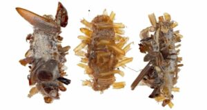 Meet the Caterpillar That Turns Dead Bugs into Living Disguises—Nature’s Ultimate Master of Disguise Revealed!