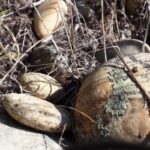 Mystery Deepens: Idaho Artifacts Challenge What We Know About North America’s Earliest Inhabitants