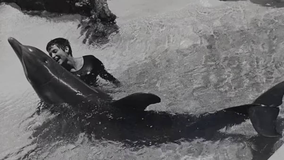 NASA Dolphin Experiment Takes Shocking Turn as Marine Mammal Displays Unexpected Behavior Toward Trainer