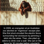 Orangutan’s Brilliant 2009 Escape Plot Foiled—But What She Did Next Will Shock You