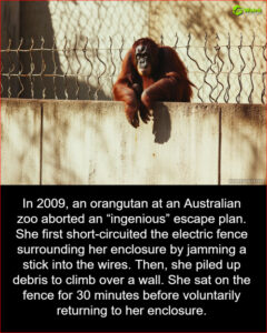 Orangutan’s Brilliant 2009 Escape Plot Foiled—But What She Did Next Will Shock You