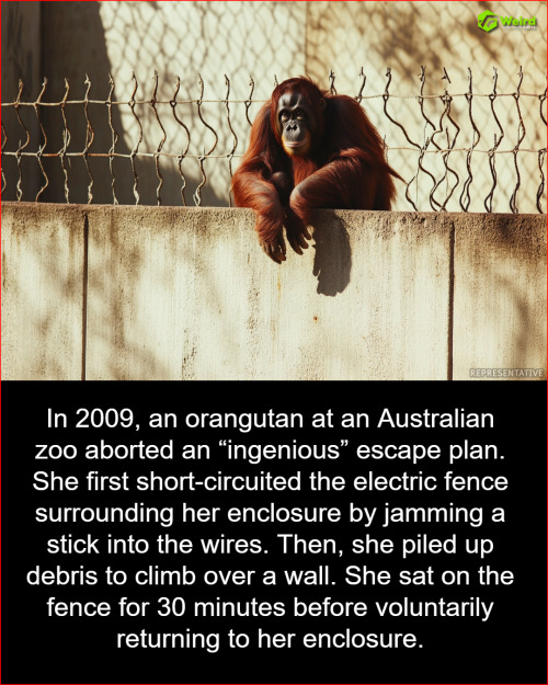Orangutan’s Brilliant 2009 Escape Plot Foiled—But What She Did Next Will Shock You