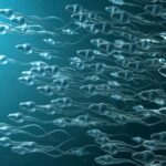 Revolutionary Male Contraceptive Breakthrough: Could This Be the End of Traditional Birth Control?