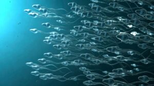 Revolutionary Male Contraceptive Breakthrough: Could This Be the End of Traditional Birth Control?