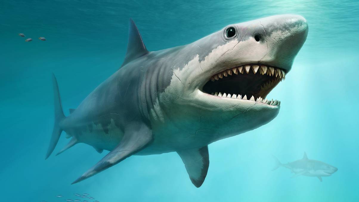Scientists Uncover Shocking Megalodon Size Secrets That Defy Everything We Knew