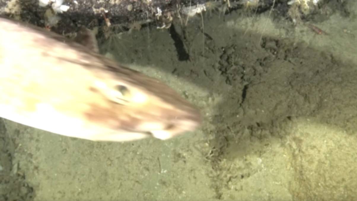 Scientists Uncover Unbelievable Mystery Hidden for Millennia in the Deep Sea