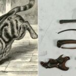 Secrets Beneath the Waves: How a 1559 Shipwreck Revealed North America’s First Domestic Cats