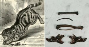 Secrets Beneath the Waves: How a 1559 Shipwreck Revealed North America’s First Domestic Cats