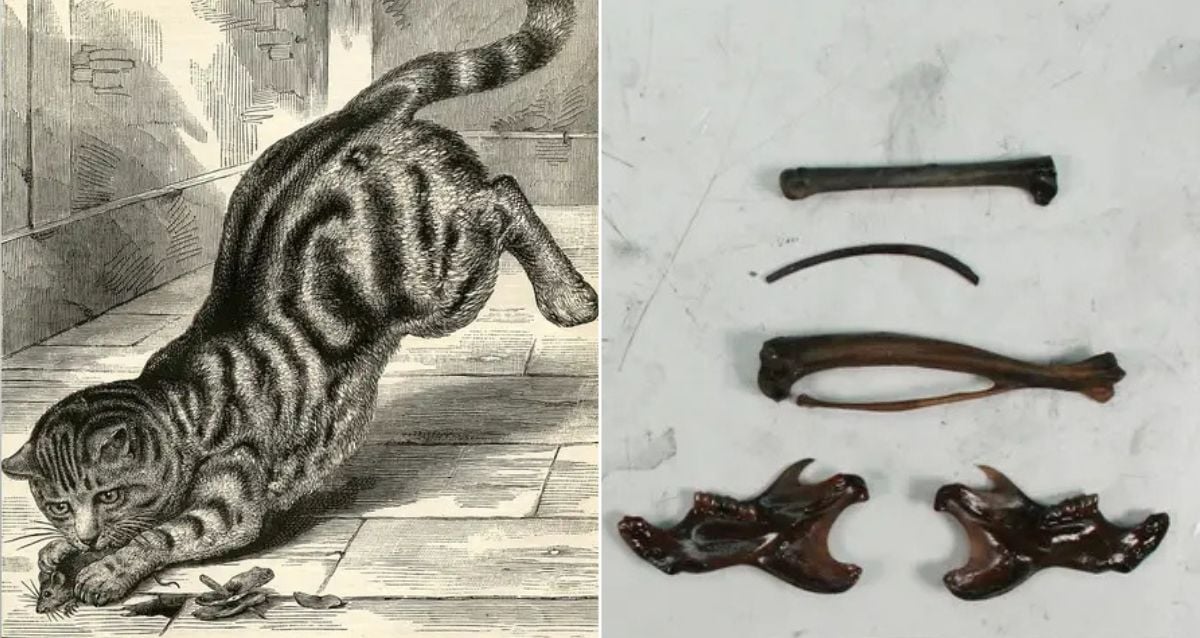 Secrets Beneath the Waves: How a 1559 Shipwreck Revealed North America’s First Domestic Cats