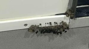 Terrifying Discovery Behind Dorm Wall Has Student Fearing for Their Life—What’s Growing Inside?