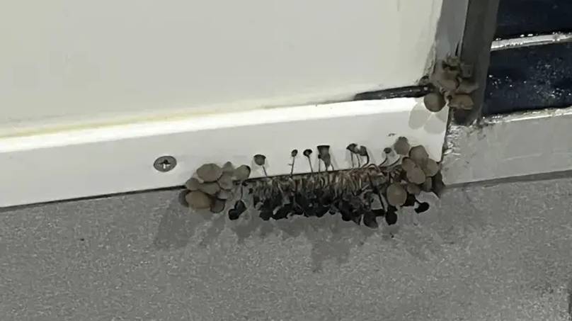 Terrifying Discovery Behind Dorm Wall Has Student Fearing for Their Life—What’s Growing Inside?