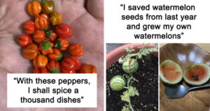 These 30 Gardening Fails Will Make You Rethink Growing Your Own Food Forever