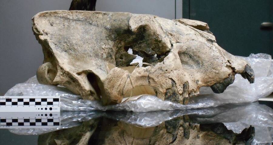 Uncovered 16-Inch Saber-Toothed Tiger Skull Reveals Shocking Truth About Their Gigantic Size!