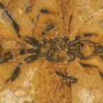 Unearthed: The 113-Million-Year-Old ‘Hell Ant’ Fossil That Could Rewrite Ant Evolution Forever