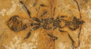 Unearthed: The 113-Million-Year-Old ‘Hell Ant’ Fossil That Could Rewrite Ant Evolution Forever