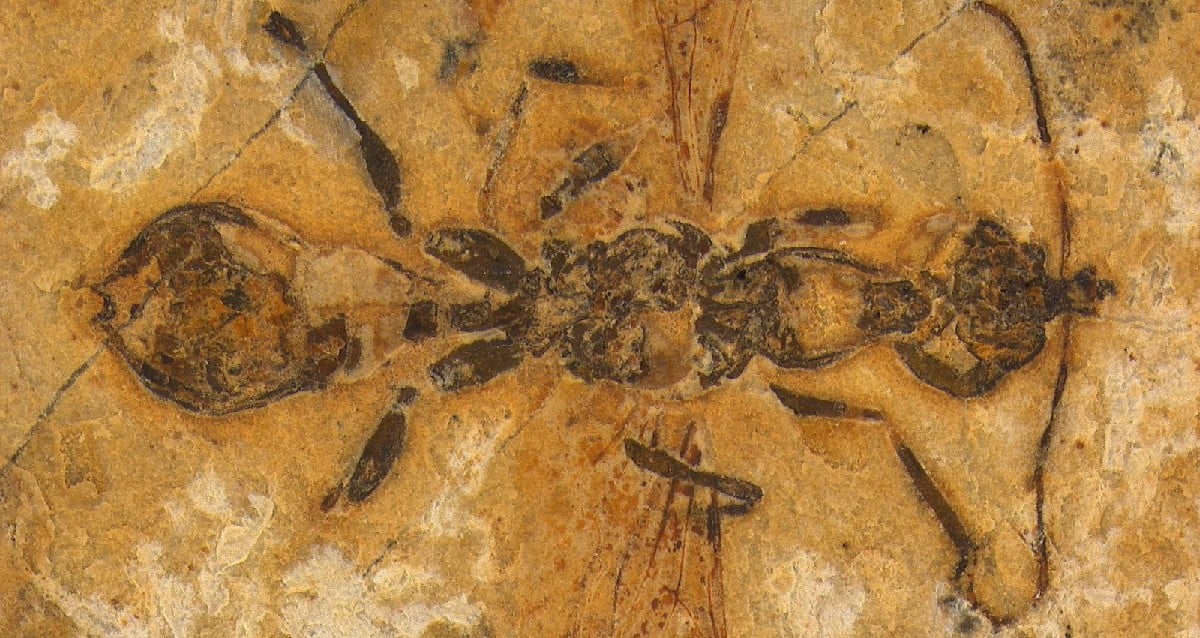 Unearthed: The 113-Million-Year-Old ‘Hell Ant’ Fossil That Could Rewrite Ant Evolution Forever