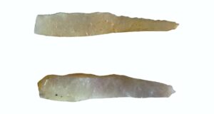 Unveiled After Centuries: The Mysterious Ancient Maya Tattooing Tools Found Deep Inside a Belize Cave