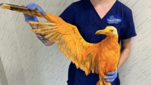 Veterinarians Stunned as Alleged Exotic Bird Reveals Unexpected Identity