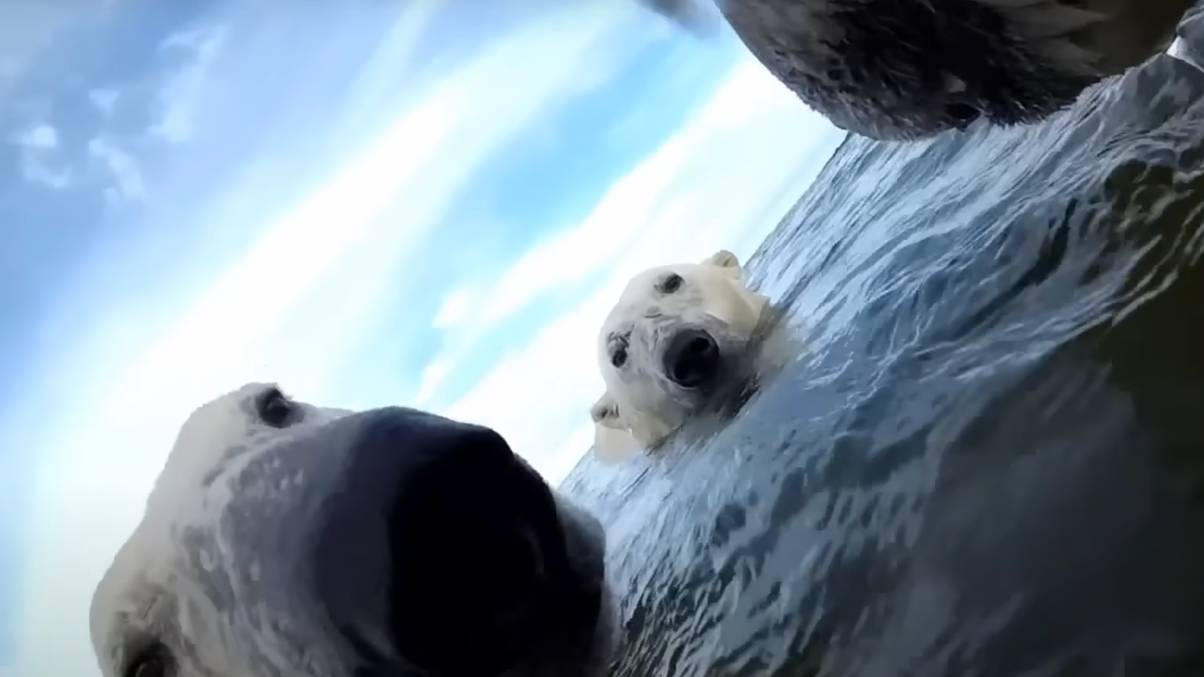 What Polar Bears Revealed Through GoPro Footage Has Scientists Stunned and Worried