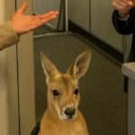 What Really Happened When This Woman Tried to Board a Plane with a Kangaroo?