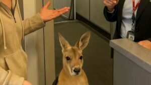 What Really Happened When This Woman Tried to Board a Plane with a Kangaroo?