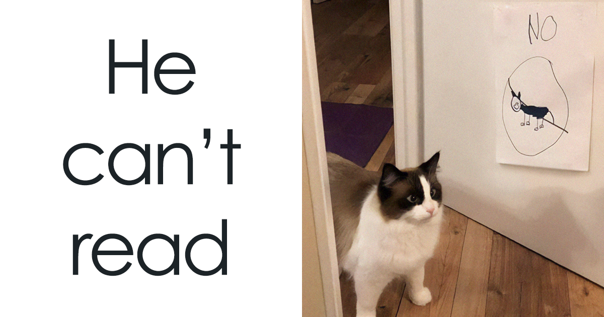 You Won't Believe How These 50 Hilarious Cat Memes Can Instantly Lift Your Mood!